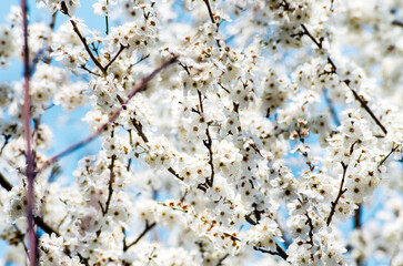 Abundance of cherry tree flowers in blossom