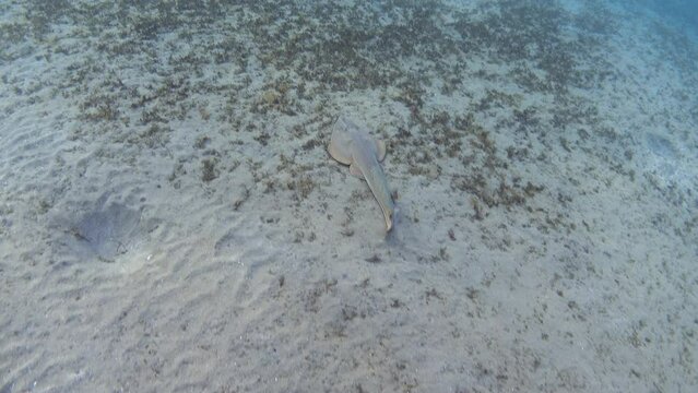 Halavi guitarfish (Glaucostegus halavi) swimming in the sea