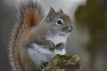 La Plaine 25 Février 2024