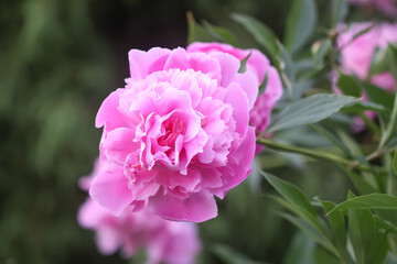 Beautiful fragrant flowers in summer garden. Pink peonies in full bloom.