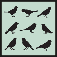 collection of birds