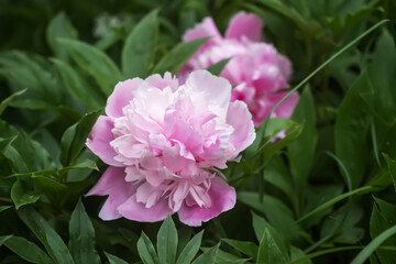 Beautiful fragrant flowers in summer garden. Pink peonies in full bloom.