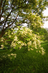 Robinia pseudoacacia, false acacia trees in bloom.