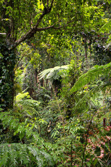 Rainforest Scenery with creek and cascades south of Cairns, Queensland, Australia
