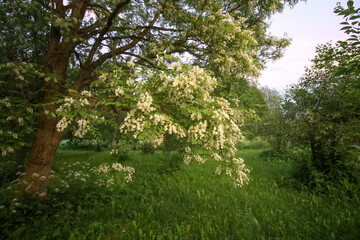 Robinia pseudoacacia, false acacia trees in bloom.