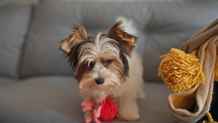 A biewer terrier puppy sits indoors with a toy, showcasing the pet's cuteness and a cozy home environment.