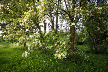 Robinia pseudoacacia, false acacia trees in bloom.