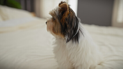 A biewer terrier puppy sits attentively on a bed with a fluffy white cover in a cozy bedroom setting, exemplifying a pet-friendly home interior.