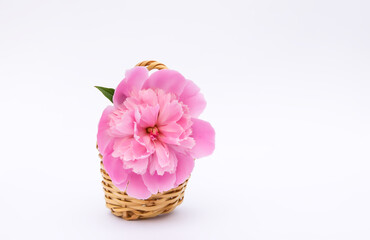 Beautiful fragrant flowers. Pink peonies in a small basket. Floral decor.
