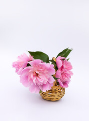 Beautiful fragrant flowers. Pink peonies in a small basket. Floral decor.