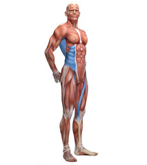 Ipsylateral line - sartorius, obliques, latissimus