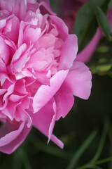Beautiful flowers in summer garden. Pink peonies.