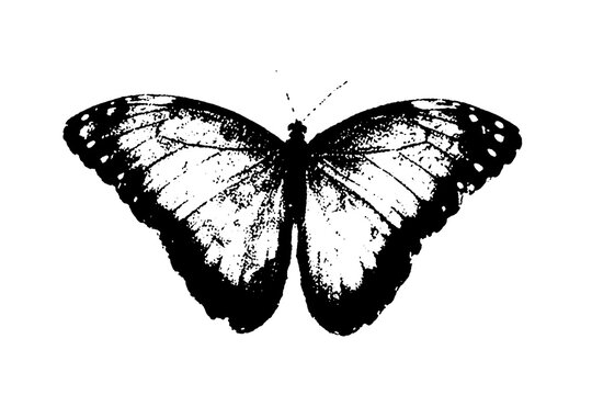 butterfly silhouette black and white vector image Wild animal portrait, beauty, body line art. For use as a brochure template or for use in web design