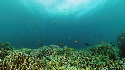 Underwater landscape with colorful tropical fish and coral reefs.