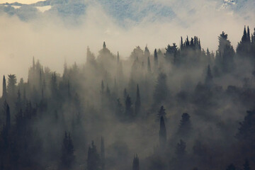 Fototapeta premium fog in the forest