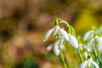 Beautiful first flowers snowdrops in spring forest. Tender spring flowers snowdrops harbingers of warming symbolize the arrival of spring.
