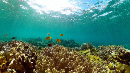 Underwater world life landscape. Beautiful coral reef with colorful fish. Marine protected area.
