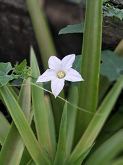 Fototapeta premium Telakucha flower in orchard