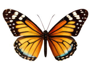 Old world swallowtail butterfly isolated on transparent background Closeup beautiful butterfly Retro Vintage