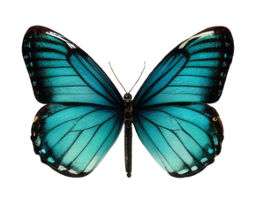 Swallowtail mahaon butterfly isolated vintage illustration on transparent background Cut-out collage element