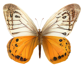 Swallowtail mahaon butterfly isolated vintage illustration on transparent background Cut-out collage element