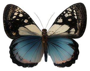 Old world swallowtail butterfly isolated on transparent background Closeup beautiful butterfly Retro Vintage