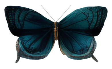 Butterfly isolated on transparent background, png Monarch butterfly with wings Digital illustration with grainy texture effect