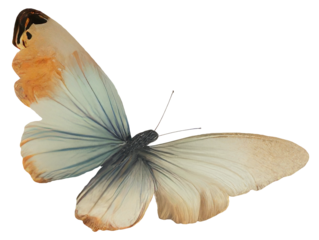 Swallowtail mahaon butterfly isolated vintage illustration on transparent background Cut-out collage element