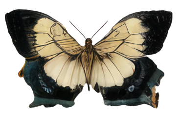 Old world swallowtail butterfly isolated on transparent background Closeup beautiful butterfly Retro Vintage