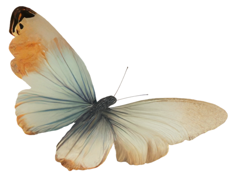 Swallowtail mahaon butterfly isolated vintage illustration on transparent background Cut-out collage element