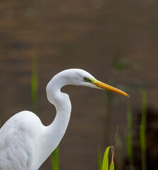 great white heron