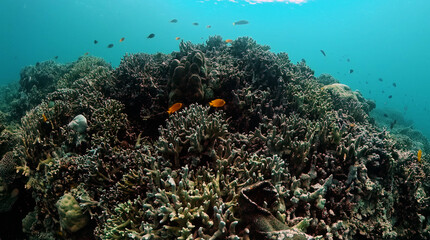 Fototapeta na wymiar The underwater world with coral reef and marine fish.