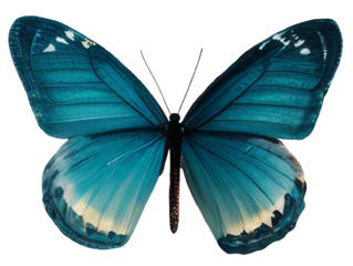 Old world swallowtail butterfly isolated on transparent background Closeup beautiful butterfly Retro Vintage