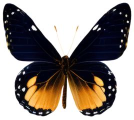 Old world swallowtail butterfly isolated on transparent background Closeup beautiful butterfly Retro Vintage