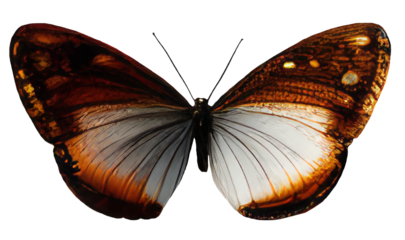 Old world swallowtail butterfly isolated on transparent background Closeup beautiful butterfly Retro Vintage