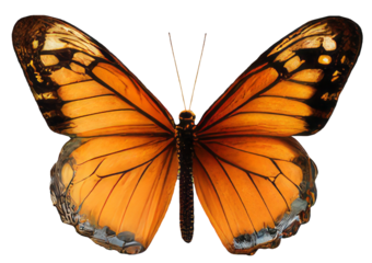 Old world swallowtail butterfly isolated on transparent background Closeup beautiful butterfly Retro Vintage