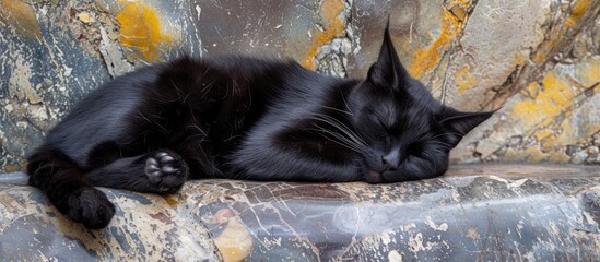 A homeless stray black cat peacefully napping on a rock, showing the tranquility of a simple moment in nature.