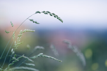 Soft focus Close-Up of many stems with spikelets of wild grass on sunset copy space. Green spikelets against the background in the setting sun