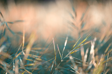 Abstract nature background. Tropical leaves close up