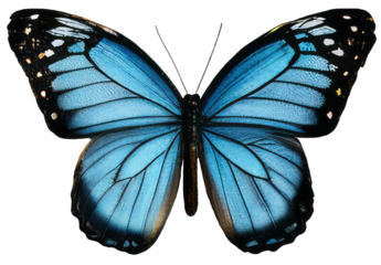 Old world swallowtail butterfly isolated on transparent background Closeup beautiful butterfly Retro Vintage