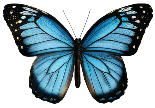 Old world swallowtail butterfly isolated on transparent background Closeup beautiful butterfly Retro Vintage