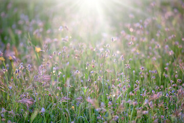 Spring field. Summer flower field