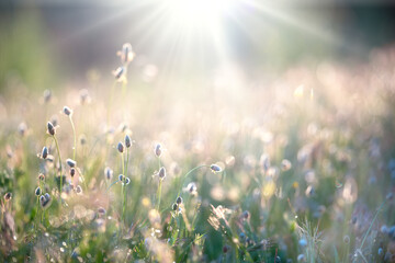 Summer meadow background. Field with sunlight