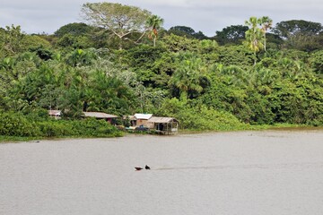 Ansiedlung am Amazonas