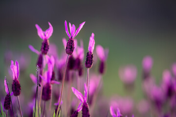 Blooming lavender background. Lavender field during sunset, close-up