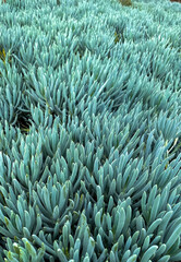 Fototapeta na wymiar Cactus - Blue Chalk Stick - Succulents