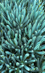 Naklejka na ściany i meble Cactus - Blue Chalk Stick - Succulents