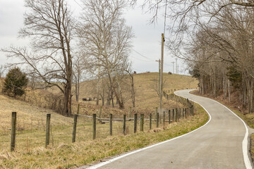 A winding, hilly, country road in Kentucky with a fence, trees, and beef cattle in the winter.