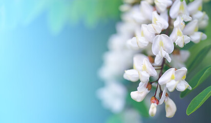 Spring flowers background. White flowers on the blue sky background