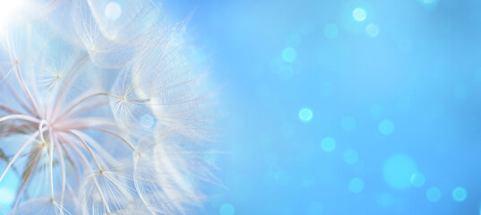 Dandelion over Blue Defocused Background. Macro Dandelion with Defocused Light. Dandelions on a...